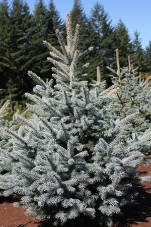 forever green living christmas tree farm matter of trust forever green living christmas tree farm matter of trust