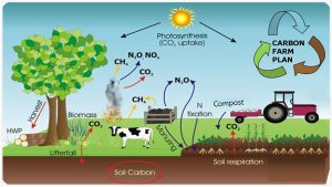 carbonpic